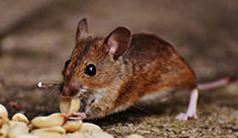 agricultural-pest-management Experts in Nescopeck